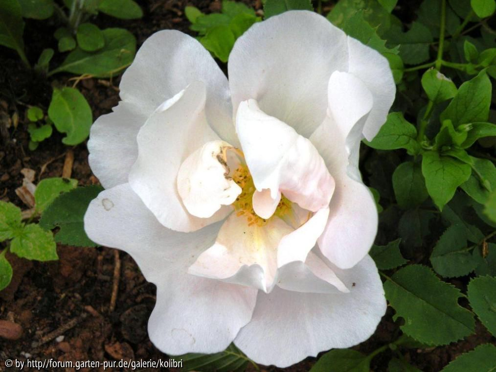 blüte von nevada
