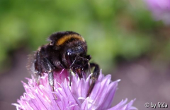 hummel_von_vorne.jpg