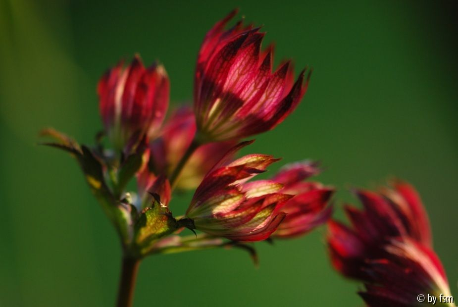 Astrantia 3 25-05-2009