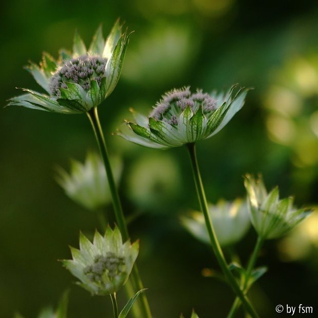Astrantia 2 25-05-2009