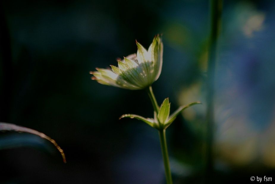 Astrantia 1 25-05-2009