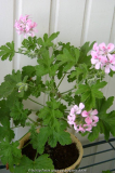 Pelargonium 4 ??