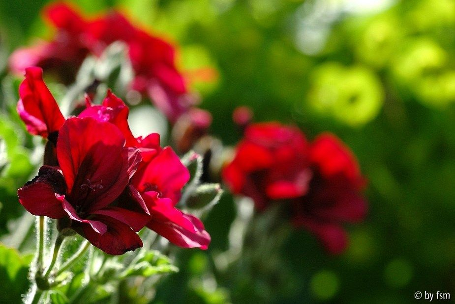 Pelargonium Voodoo 1 24-05-2009