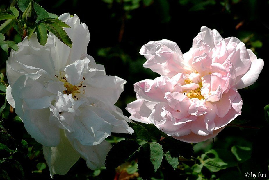 Rosa Stanwell Perpetual 1 24-05-2009