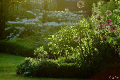 Gartenansichten 5 25-05-2009.