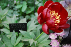Paeonia _Buckeye Belle_.jpg
