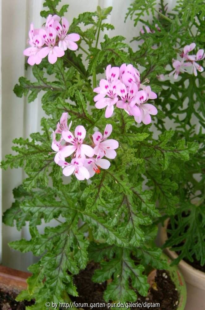 Pelargonium 5 ??