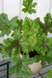 Pelargonium 6 ??