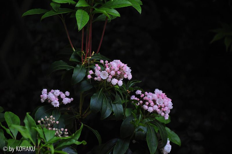 kalmia
