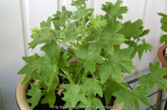 Pelargonium 7 ??