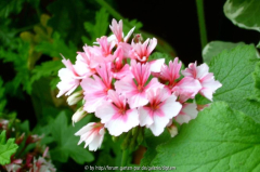 Pelargonium 7 ??  Blüte