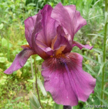 Vamp, Iris barbata media
