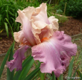 Sweet Musette, Iris barbata elatior