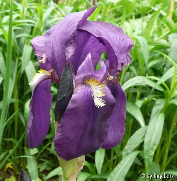 Iris germanica 