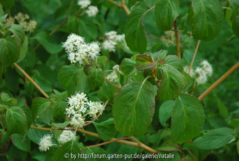 Cornus alternifolia 