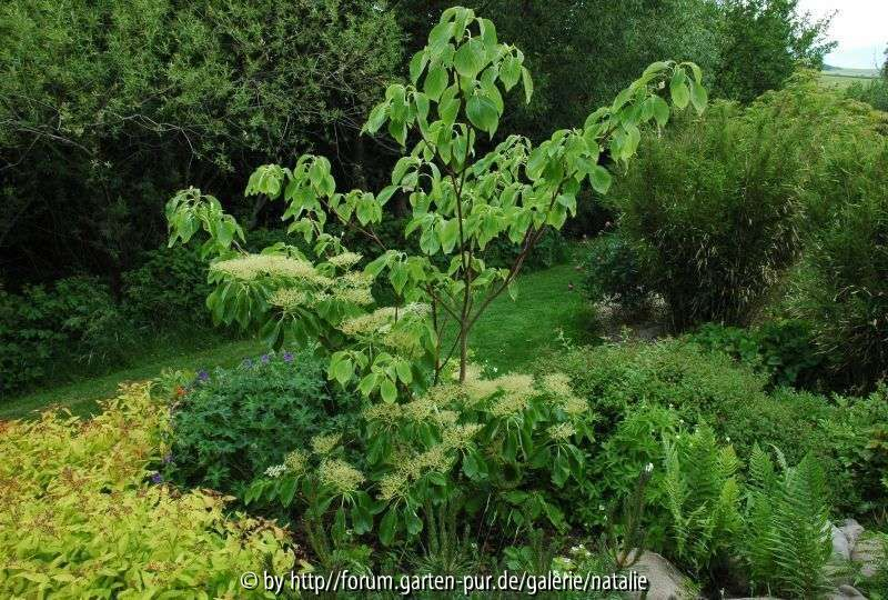 Cornus controversa