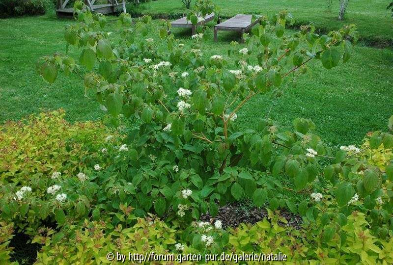 Cornus alternifolia 