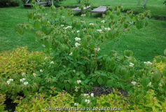 Cornus alternifolia 