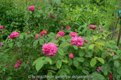 Rose de Resht überall 090530 a.jpg