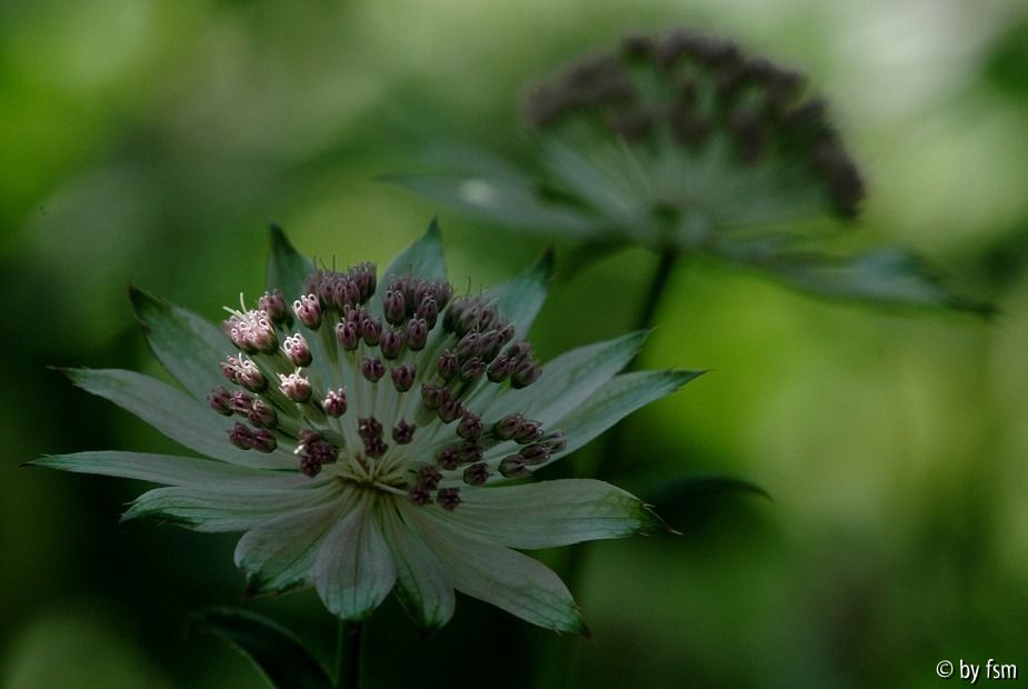 Astrantia 1 30-05-2009