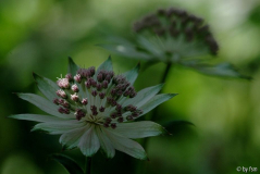 Astrantia 1 30-05-2009