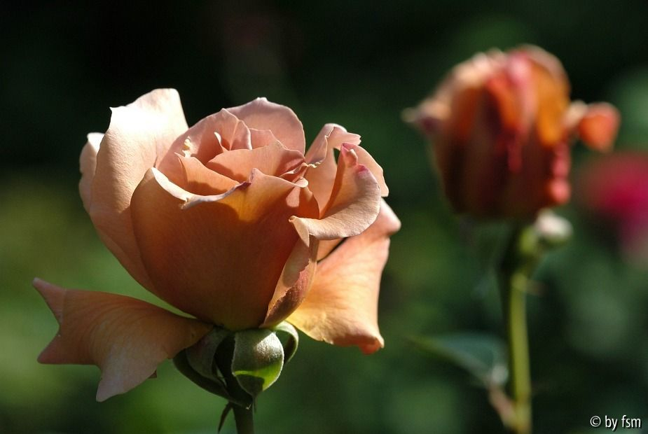 Rosa Julia_s Rose 1 30-05-2009