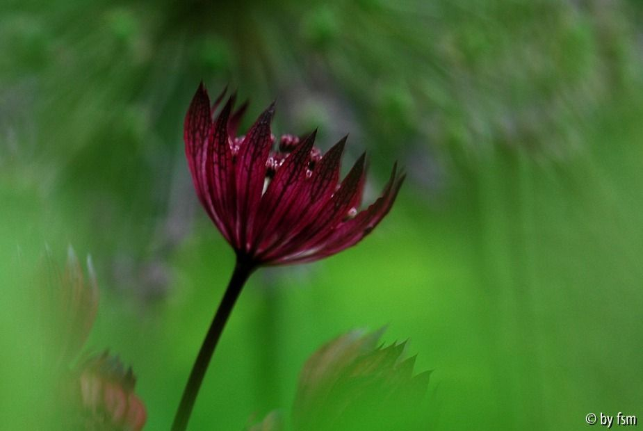 Astrantia 7 30-05-2009