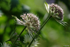Astrantia 6 30-05-2009