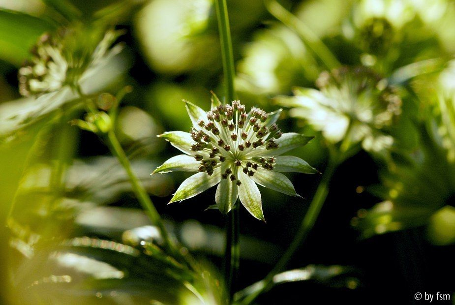 Astrantia 5 30-05-2009