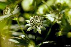 Astrantia 5 30-05-2009