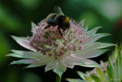 Astrantia 7 30-05-2009