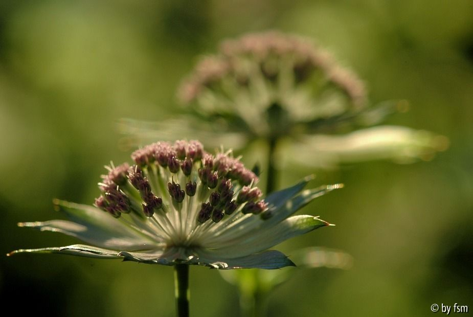 Astrantia 3 30-05-2009
