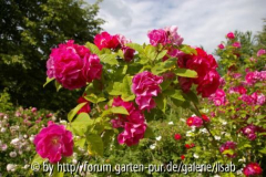 Gartenstadt Liegnitz - Karben - 30.05.20