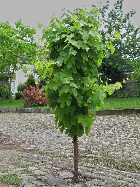 Mitschurinski-Bäumchen 31_05_2009