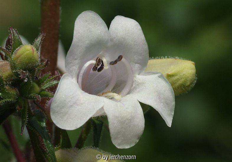 Fingerhut-Bartfaden (Penstemon digitalis)