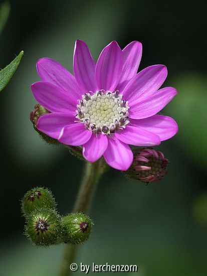 Vielzähniges Greiskraut (Senecio polyodon)