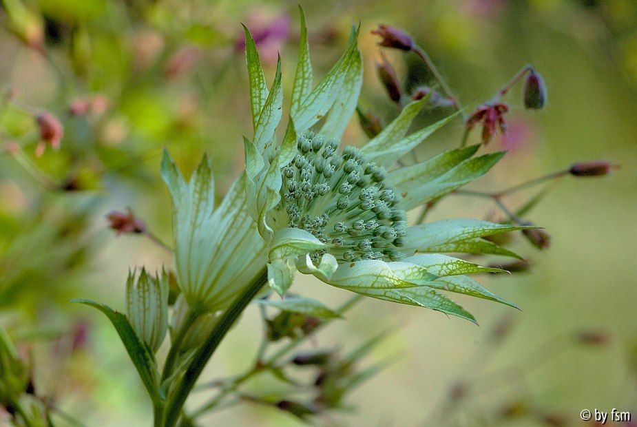  Astrantia Sturdza 1 30-05-2009