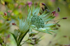 Astrantia Sturdza 1 30-05-2009