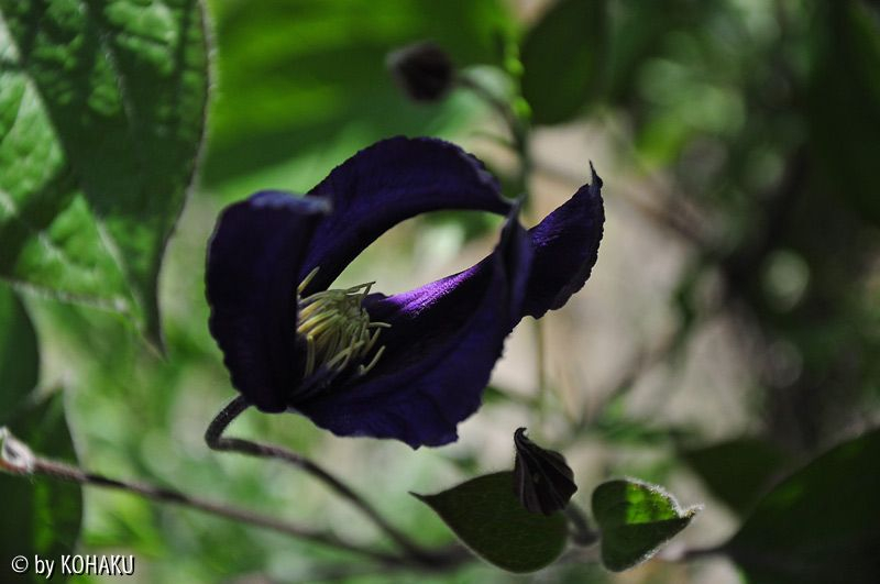 unbekannteClematis