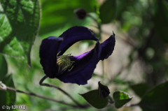 unbekannteClematis
