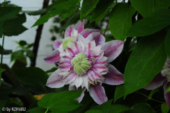 gefüllte Clematis