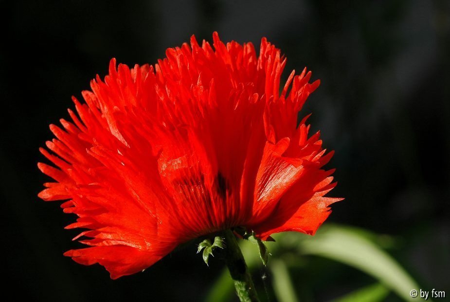 Papaver X 1 30-05-2009