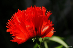 Papaver X 1 30-05-2009