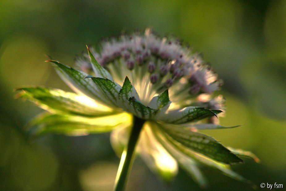 Astrantia 8 30-05-2009