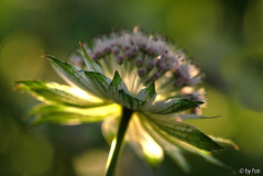 Astrantia 8 30-05-2009