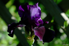 Iris After Dark 1 24-05-2009