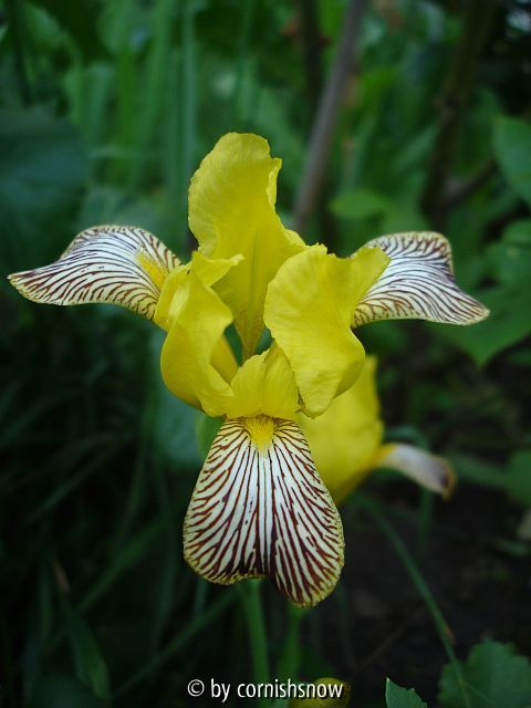 Iris variegata I