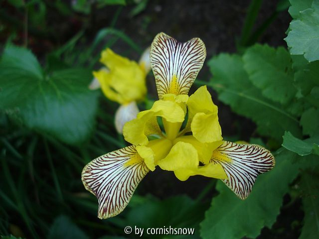 Iris variegata II
