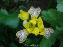 Iris variegata II