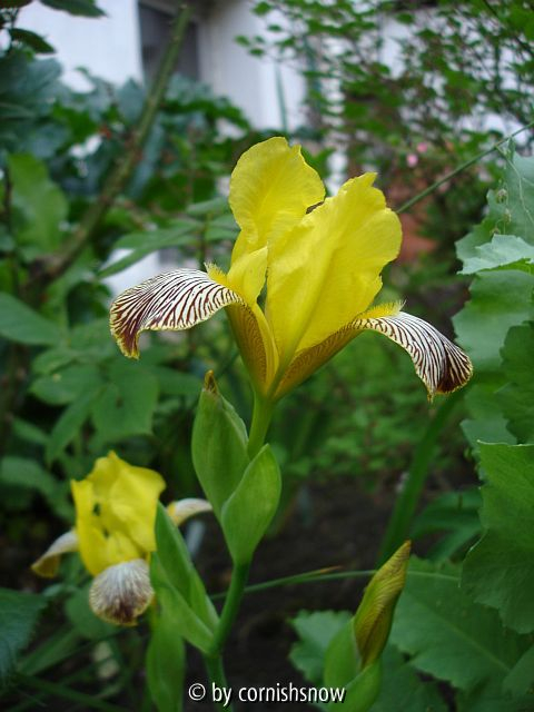 Iris variegata III